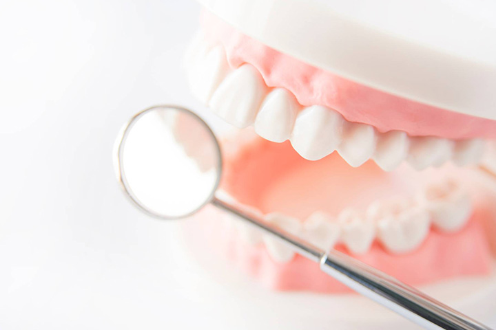 デンタルミラーと歯の模型